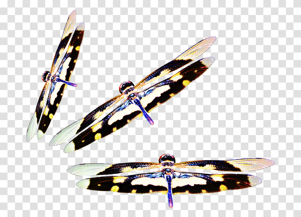 Dragonflies Three Insect Nate Wings Surfboard, Ceiling Fan, Invertebrate, Animal, Photography Transparent Png