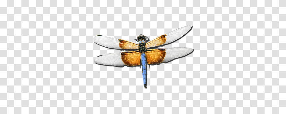 Dragonfly Nature, Insect, Invertebrate, Animal Transparent Png