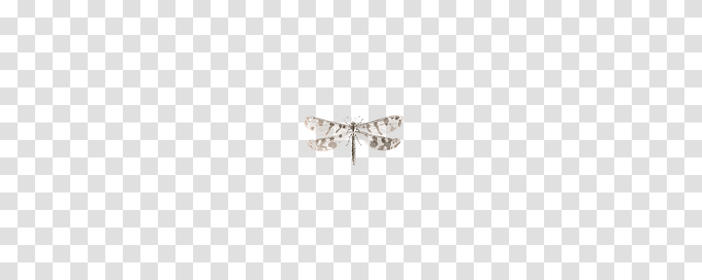 Dragonfly Animals, Accessories, Accessory, Diamond Transparent Png