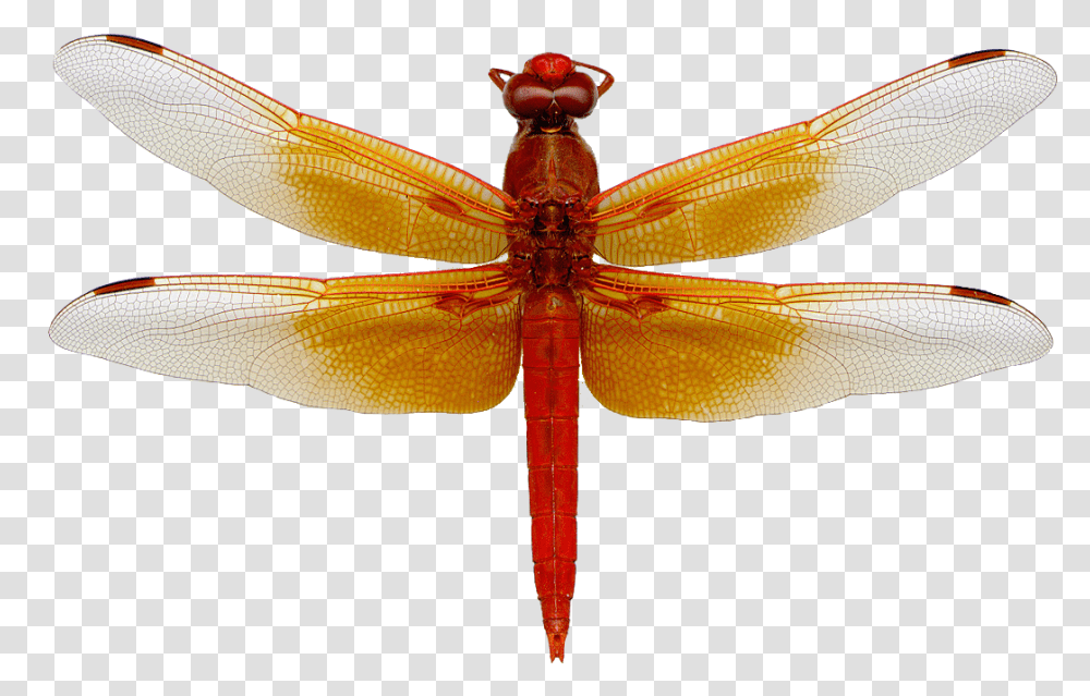 Dragonfly 3 Image Dragonfly, Insect, Invertebrate, Animal, Anisoptera Transparent Png
