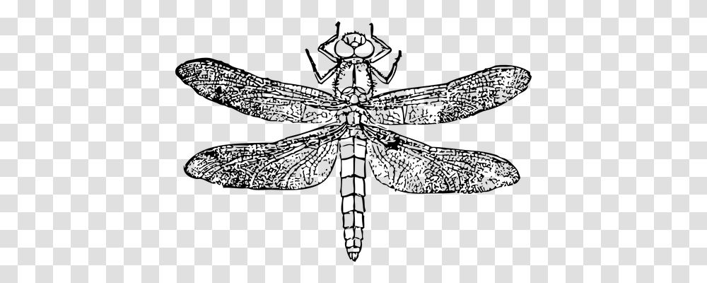 Dragonfly Animals, Gray, World Of Warcraft Transparent Png
