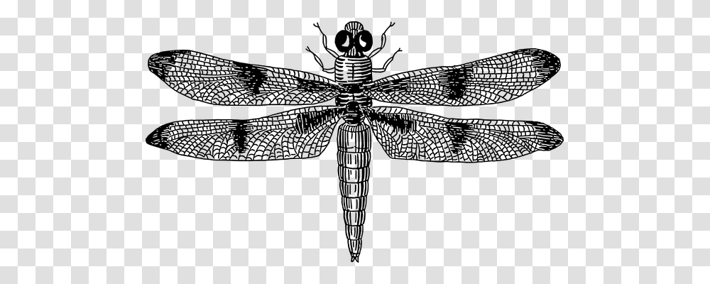 Dragonfly Gray, World Of Warcraft Transparent Png