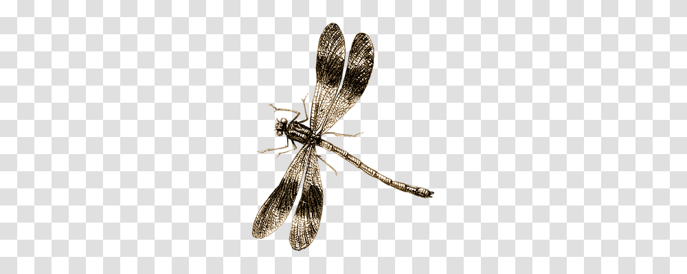 Dragonfly Nature, Insect, Invertebrate, Animal Transparent Png
