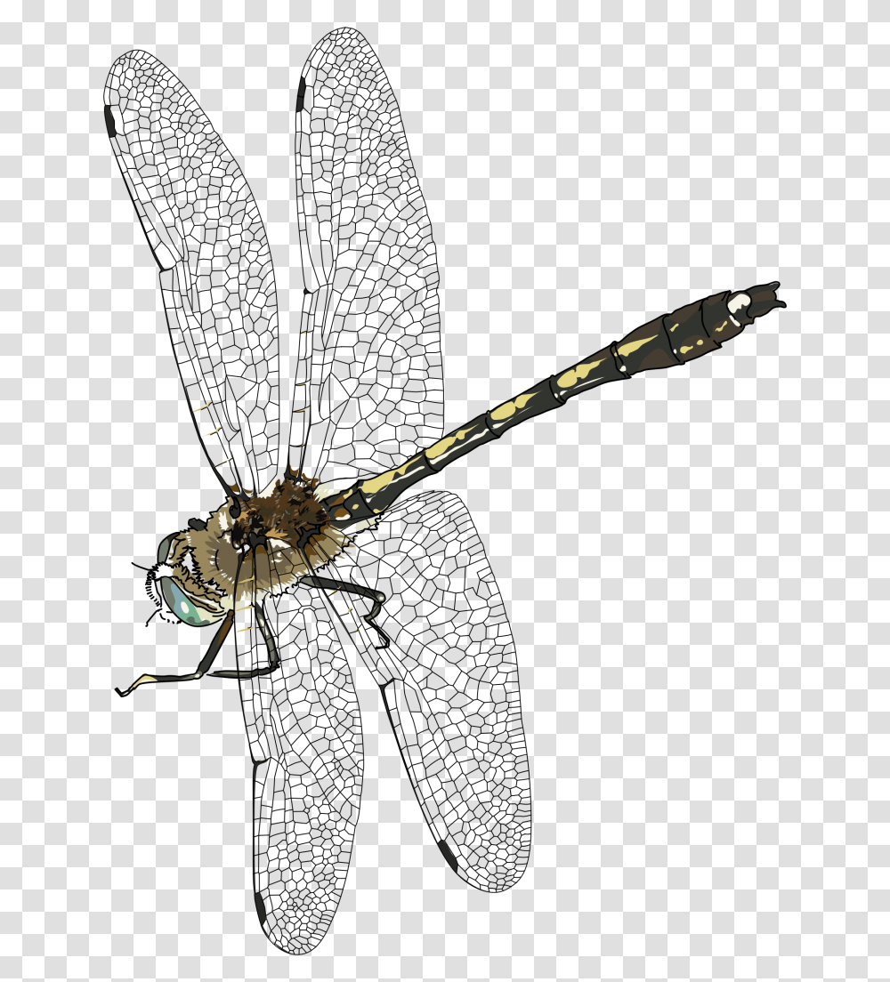 Dragonfly, Animal, Invertebrate, Insect, Bow Transparent Png