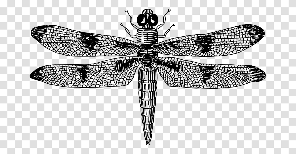 Dragonfly, Animals, Gray, World Of Warcraft Transparent Png