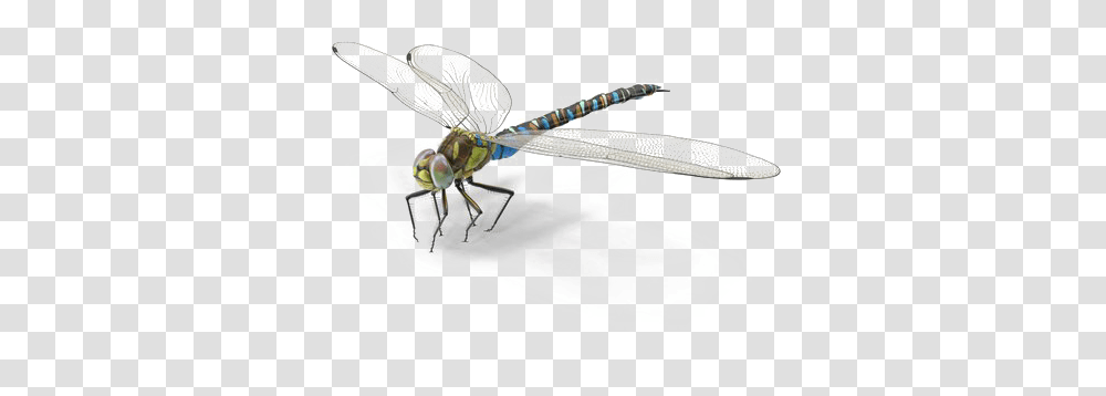 Dragonfly Background Image Insects, Invertebrate, Animal, Anisoptera Transparent Png