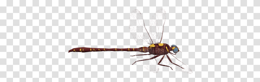 Dragonfly Background, Insect, Invertebrate, Animal, Anisoptera Transparent Png