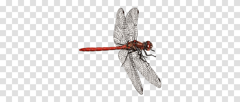 Dragonfly Background Papiliorama, Bow, Insect, Invertebrate, Animal Transparent Png