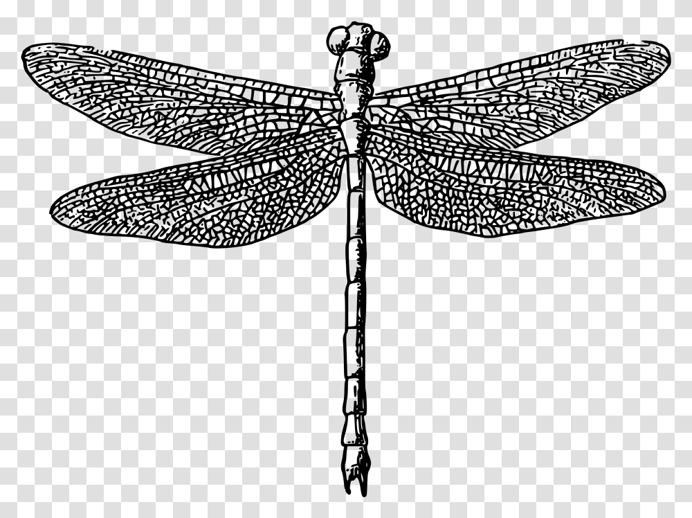 Dragonfly Black And White Dragonfly, Gray, World Of Warcraft Transparent Png