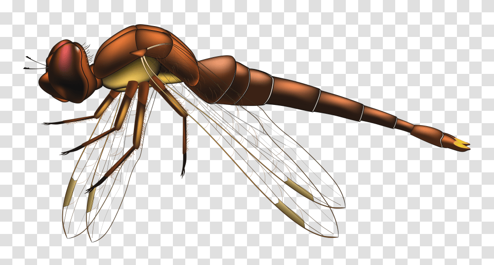 Dragonfly Brown Clip Art, Person, Bow, Weapon Transparent Png