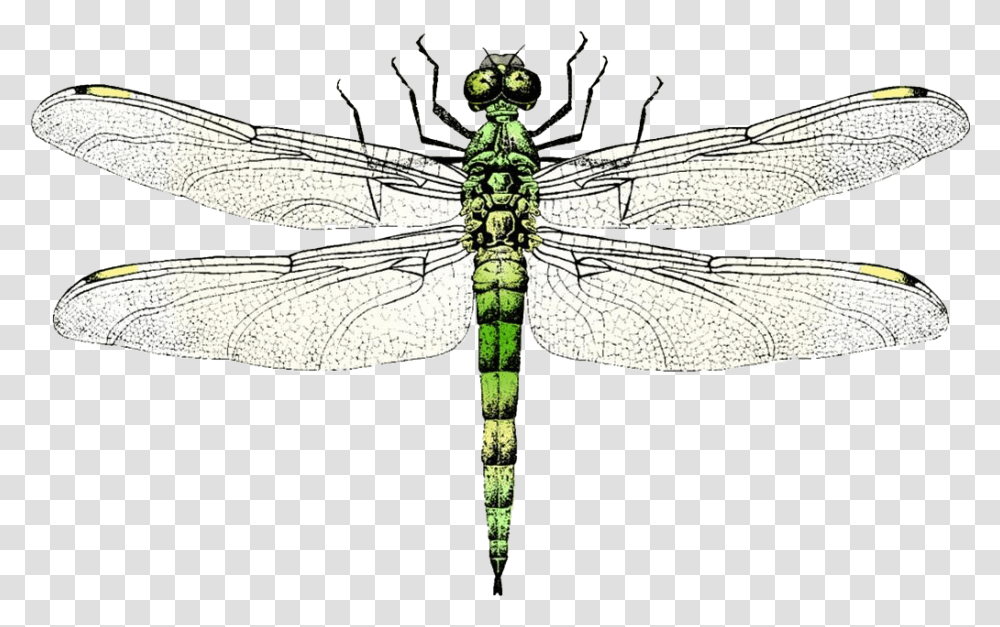 Dragonfly Clip Art Transprent Dragon Fly Free Vector, Insect, Invertebrate, Animal, Anisoptera Transparent Png
