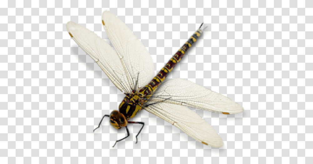 Dragonfly Clipart Large Green And Black Dragonfly, Insect, Invertebrate, Animal, Anisoptera Transparent Png