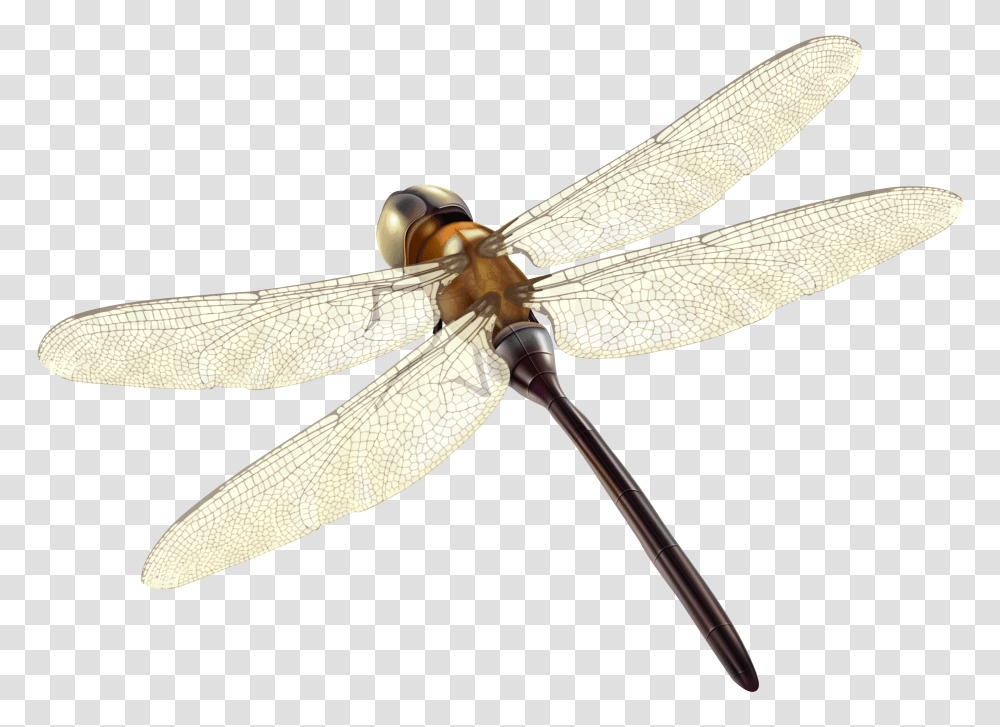 Dragonfly Clipart Photo Images Damselfly, Insect, Invertebrate, Animal, Anisoptera Transparent Png