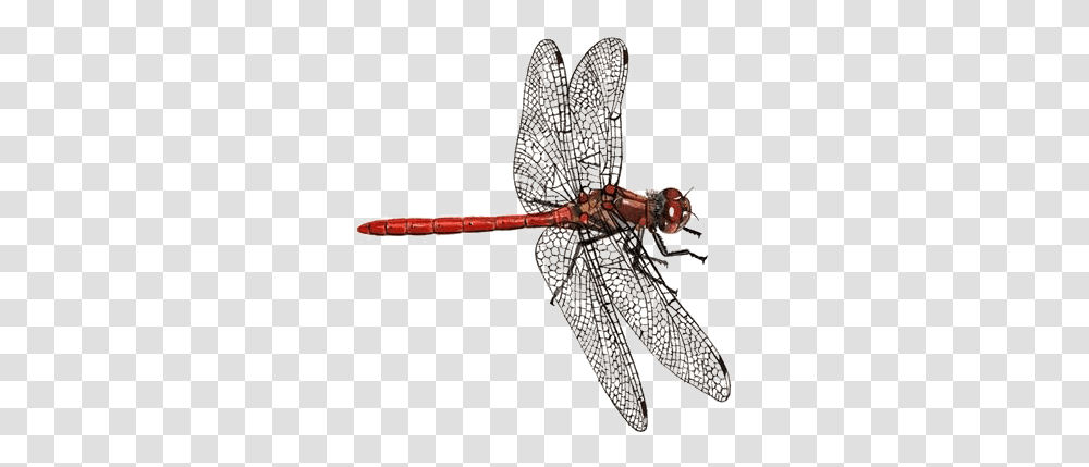 Dragonfly Download Image Arts Darter Dragonfly, Insect, Invertebrate, Animal, Anisoptera Transparent Png