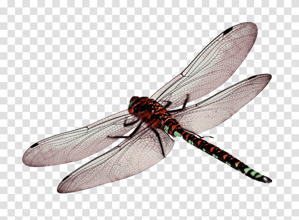 Dragonfly Dragonfly Hd, Insect, Invertebrate, Animal, Anisoptera Transparent Png
