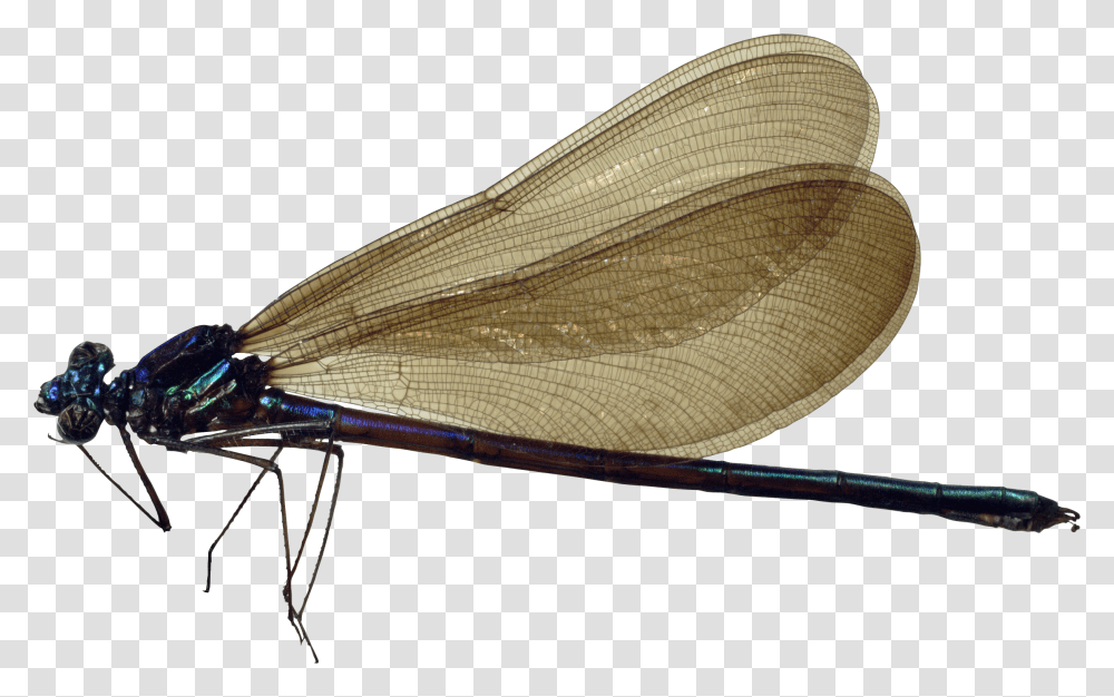 Dragonfly Dragonfly, Insect, Invertebrate, Animal, Termite Transparent Png