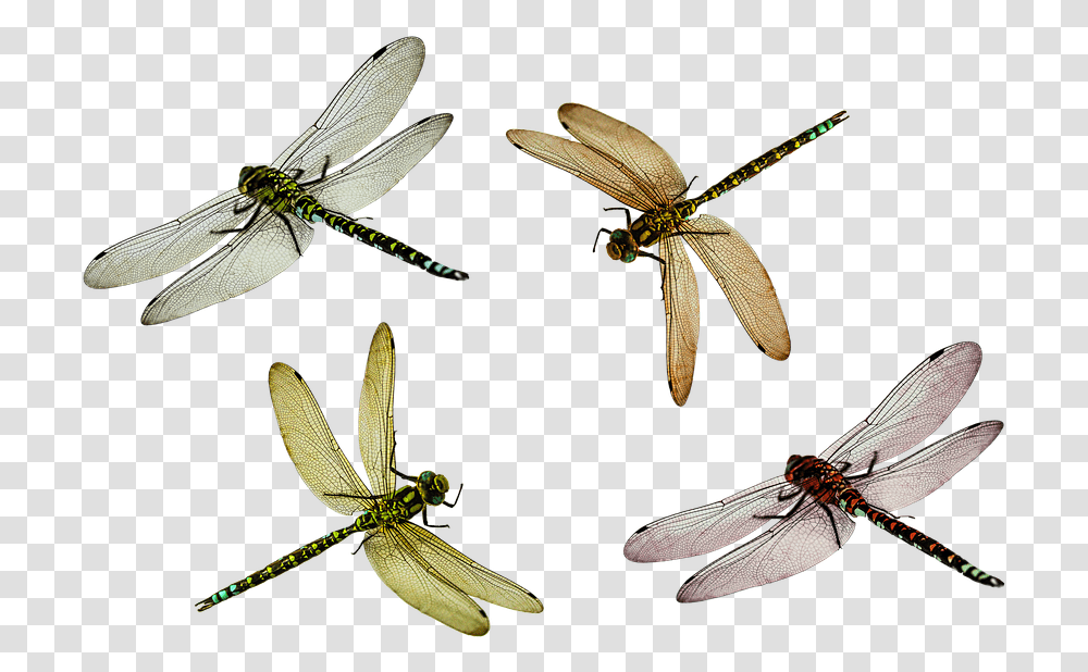 Dragonfly Dragonflypng Images Pluspng Dragon Fly, Insect, Invertebrate, Animal, Anisoptera Transparent Png