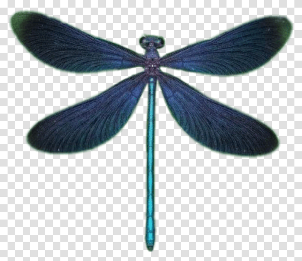 Dragonfly Dragonflywings Wings Strekoza Krilya Damselfly, Insect, Invertebrate, Animal, Anisoptera Transparent Png