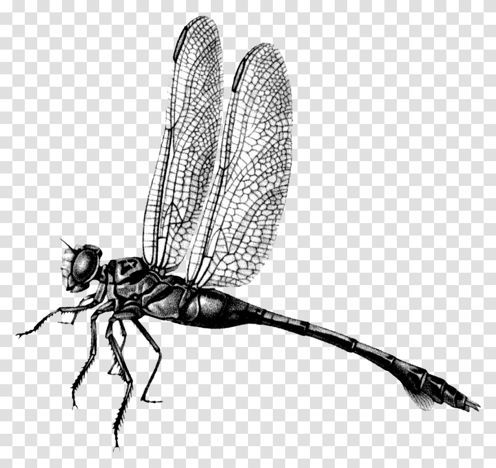 Dragonfly File Download Free Net Winged Insects, Invertebrate, Animal, Anisoptera, Bow Transparent Png