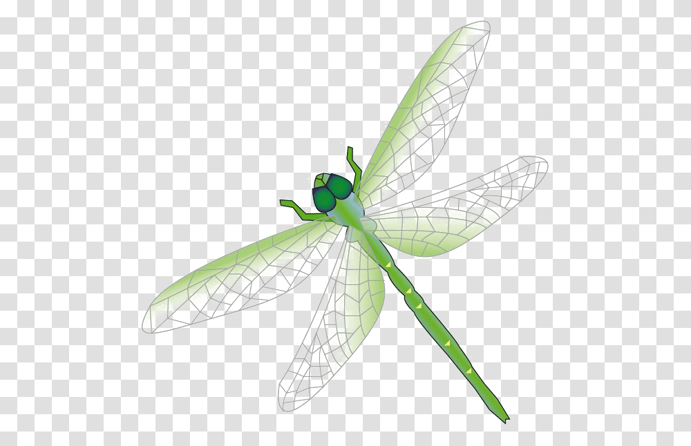 Dragonfly Free Download Arts, Insect, Invertebrate, Animal, Anisoptera Transparent Png