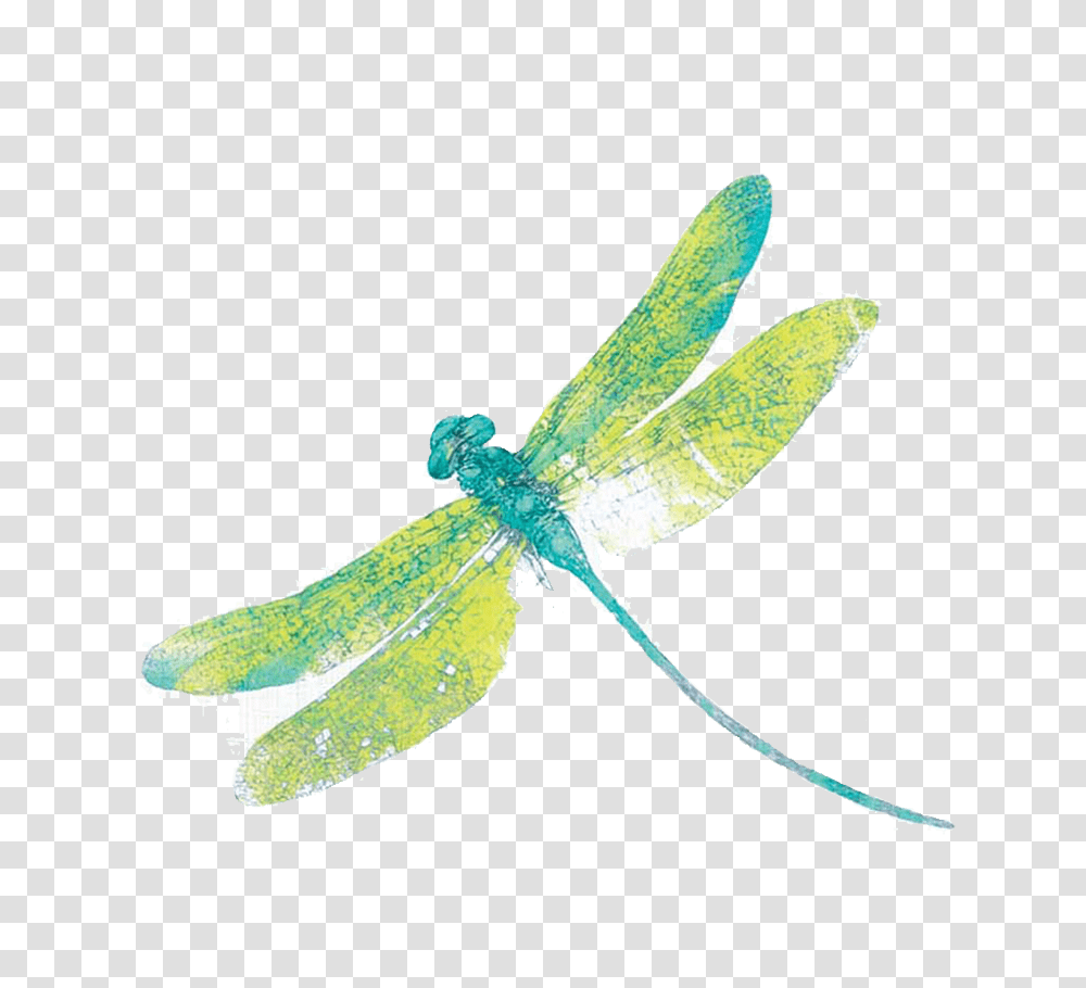 Dragonfly Free Download, Insect, Invertebrate, Animal, Anisoptera Transparent Png