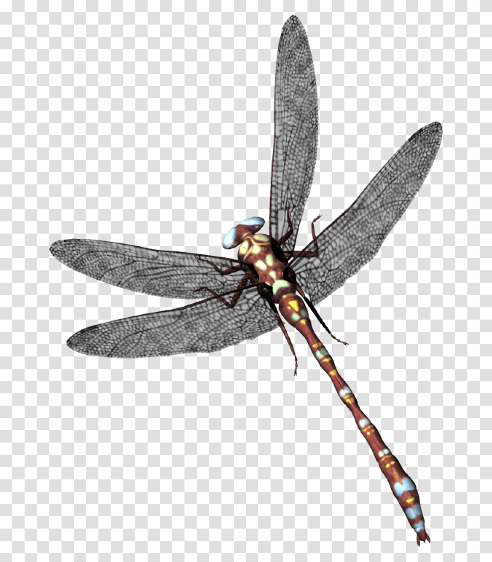 Dragonfly Image Capung, Bow, Insect, Invertebrate, Animal Transparent Png