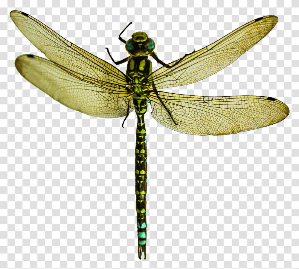Dragonfly Image Dragonfly, Insect, Invertebrate, Animal, Anisoptera Transparent Png