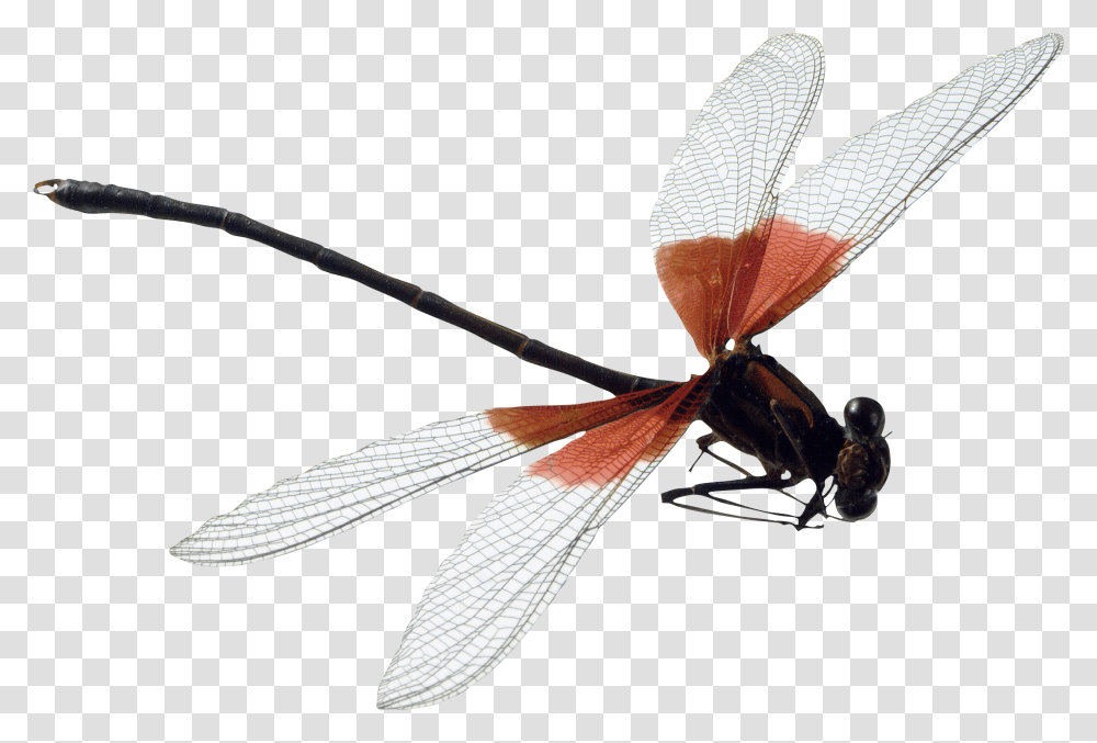 Dragonfly Image Dragonfly, Insect, Invertebrate, Animal, Anisoptera Transparent Png