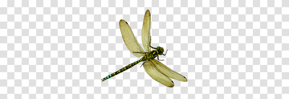 Dragonfly Image, Insect, Invertebrate, Animal, Anisoptera Transparent Png
