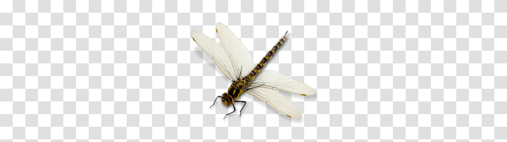 Dragonfly Images Free Download, Insect, Invertebrate, Animal, Anisoptera Transparent Png