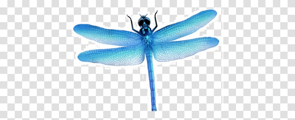Dragonfly Images Free Download, Insect, Invertebrate, Animal, Anisoptera Transparent Png