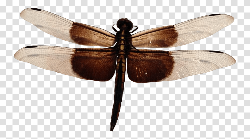 Dragonfly Insect Dragonfly Insect, Invertebrate, Animal, Anisoptera Transparent Png