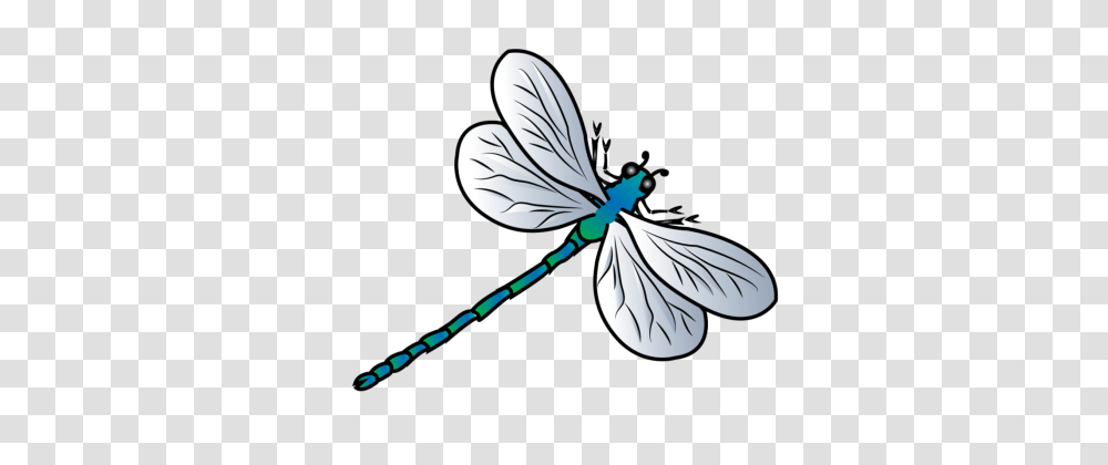 Dragonfly, Insect, Invertebrate, Animal, Anisoptera Transparent Png