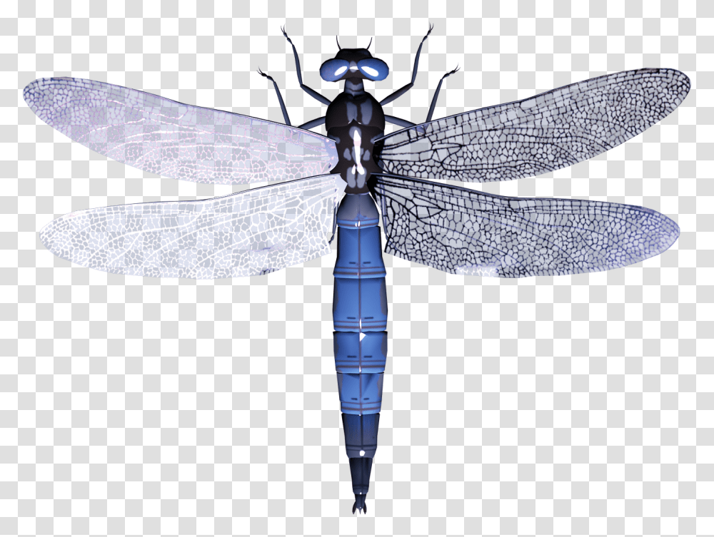 Dragonfly, Insect, Invertebrate, Animal, Anisoptera Transparent Png