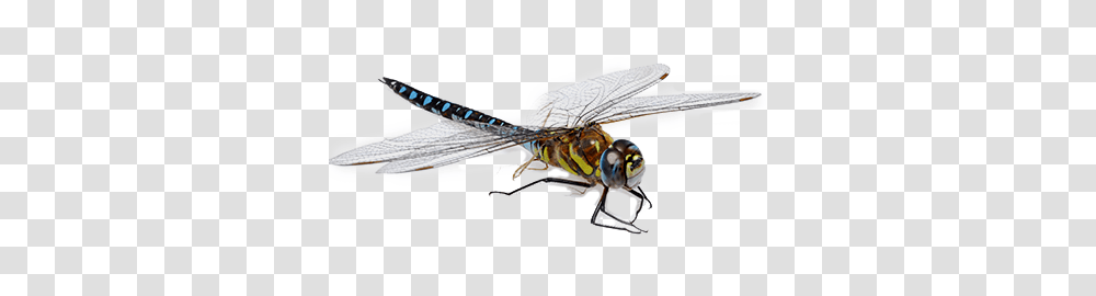 Dragonfly, Insect, Invertebrate, Animal, Anisoptera Transparent Png