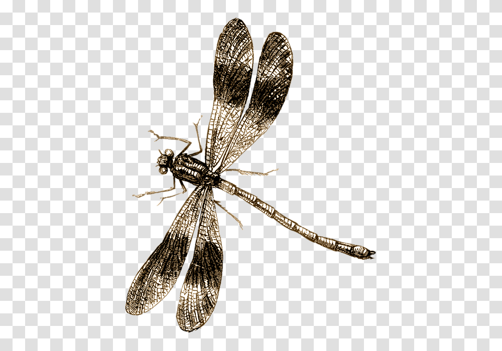 Dragonfly, Insect, Invertebrate, Animal, Anisoptera Transparent Png