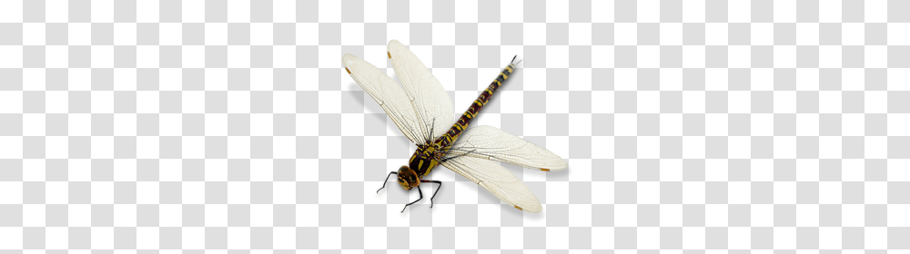 Dragonfly, Insect, Invertebrate, Animal, Anisoptera Transparent Png