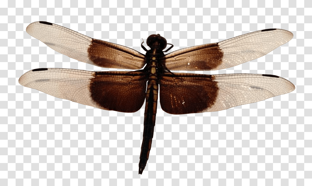 Dragonfly, Insect, Invertebrate, Animal, Anisoptera Transparent Png