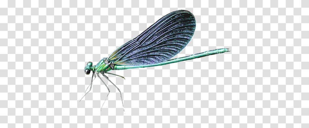 Dragonfly, Insect, Invertebrate, Animal, Anisoptera Transparent Png