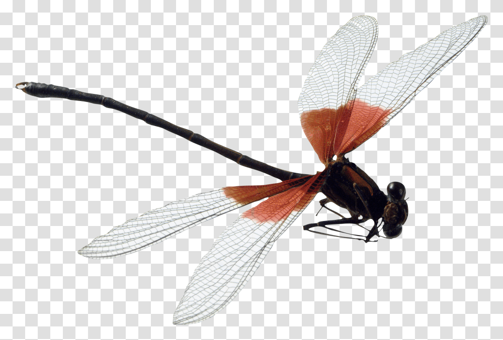 Dragonfly, Insect, Invertebrate, Animal, Anisoptera Transparent Png