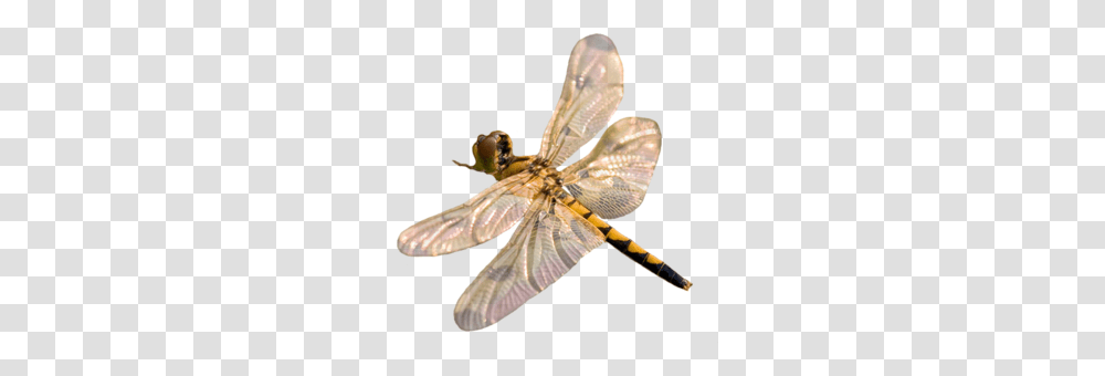 Dragonfly, Insect, Invertebrate, Animal, Anisoptera Transparent Png