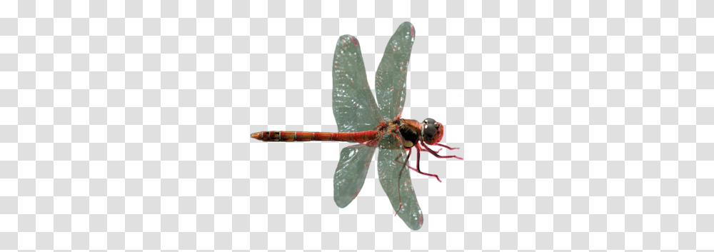 Dragonfly, Insect, Invertebrate, Animal, Anisoptera Transparent Png