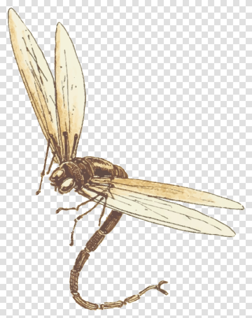 Dragonfly, Insect, Invertebrate, Animal, Mosquito Transparent Png