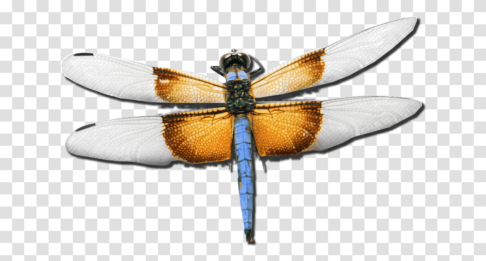Dragonfly, Insect, Invertebrate, Animal Transparent Png