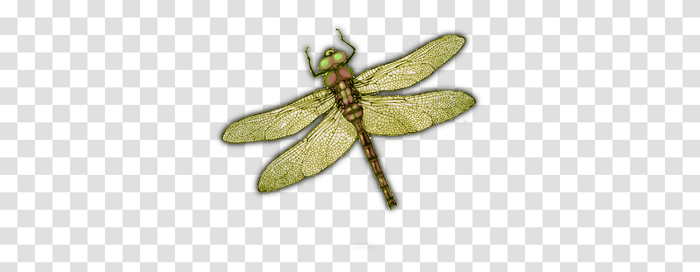 Dragonfly Insects Hd Dragonfly, Invertebrate, Animal, Anisoptera, Snake Transparent Png