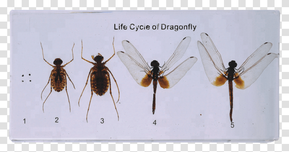 Dragonfly Of Life Cycle Model For Teaching Membrane Winged Insect, Invertebrate, Animal, Spider, Arachnid Transparent Png