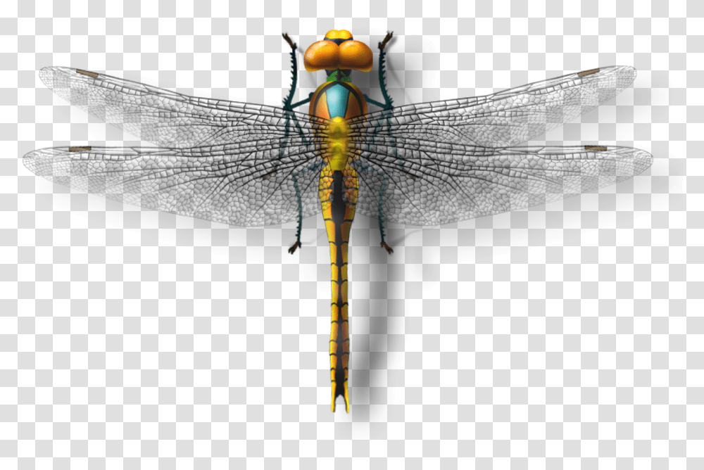 Dragonfly Photography Net Winged Insects, Invertebrate, Animal, Anisoptera Transparent Png