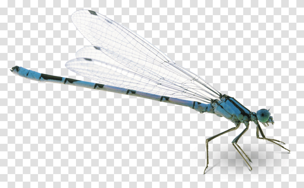 Dragonfly Pic Dragon Fly, Insect, Invertebrate, Animal, Anisoptera Transparent Png