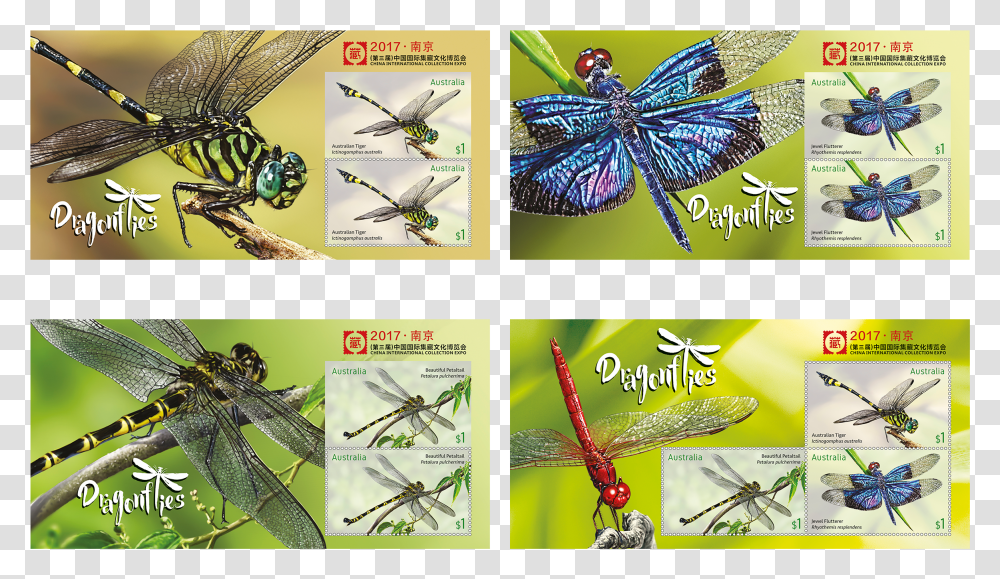 Dragonfly Transparent Png