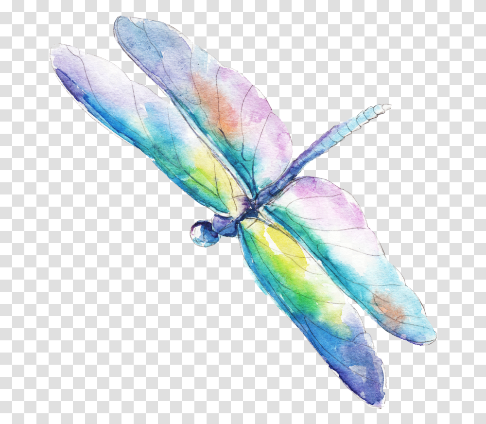 Dragonfly Watercolor Vector Free Download, Insect, Invertebrate, Animal, Anisoptera Transparent Png